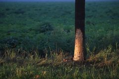 010822-auto-boom-Woudbloemlaan-Scharmer-008