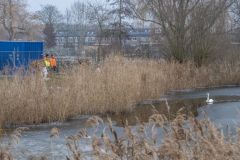 Gewonde-zwaan-Farmsumerweg-Delfzijl_1517