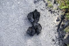 Grote-boerderijbrand-Godlinze_4741