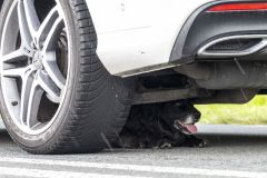 Hond-op-Hogelandsterweg18