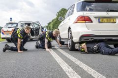 Hond-op-Hogelandsterweg28