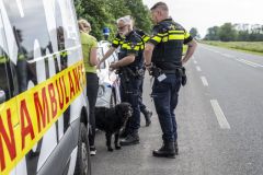Hond-op-Hogelandsterweg42