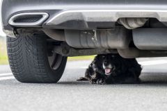 Hond-op-Hogelandsterweg9