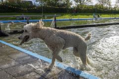 Diversen_8376
