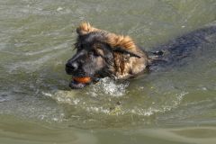 Diversen_8737