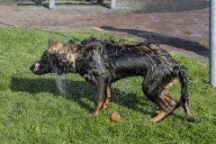 Diversen_8746