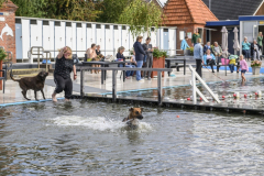 Hondenzwemmen12