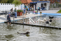 Hondenzwemmen15