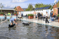 Hondenzwemmen3