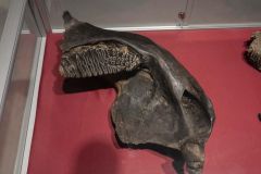 Dag-van-de-bodemschatten_0573