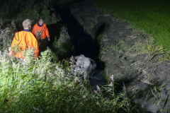 Koe-in-de-sloot-Fivelweg-Appingedam_5523