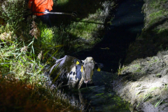 Koe-in-de-sloot-Fivelweg-Appingedam_5645