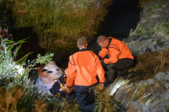 Koe-in-de-sloot-Fivelweg-Appingedam_5779
