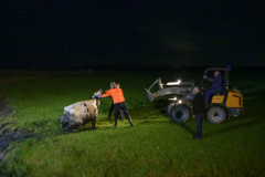 Koe-in-de-sloot-Fivelweg-Appingedam_5998