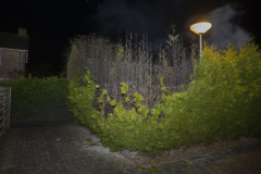 Coniferenbrand-Bosplaat-en-Robbeplaat_3327