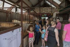 Opendag-paardemelkerij_4082