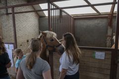 Opendag-paardemelkerij_4095
