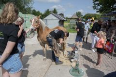 Opendag-paardemelkerij_4493