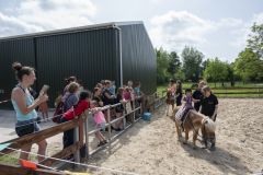 Opendag-paardemelkerij_4571