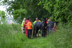 Koe-en-paard-in-de-sloot-Delfzijl_8415