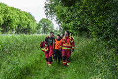 Koe-en-paard-in-de-sloot-Delfzijl_8432