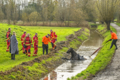 Paard-in-de-sloot-Hogewerflaan-Appingedam_0000