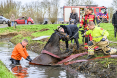 Paard-in-de-sloot-Hogewerflaan-Appingedam_0679
