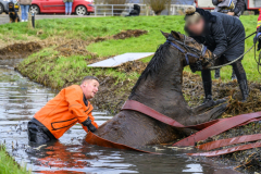 Paard-in-de-sloot-Hogewerflaan-Appingedam_0690