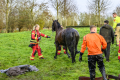 Paard-in-de-sloot-Hogewerflaan-Appingedam_0856