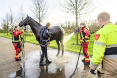 Paard-in-de-sloot-Hogewerflaan-Appingedam_0921