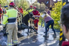 Paard-in-de-sloot-Garrelsweer-Rijksweg_6542