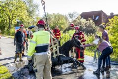 Paard-in-de-sloot-Garrelsweer-Rijksweg_6547