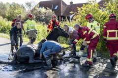 Paard-in-de-sloot-Garrelsweer-Rijksweg_6567