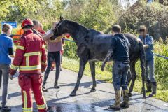 Paard-in-de-sloot-Garrelsweer-Rijksweg_6616
