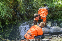 Paard-in-de-sloot-Uiteinderweg-Holwierde_5330
