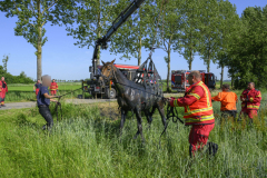 Paard-in-de-sloot-Uiteinderweg-Holwierde_5474