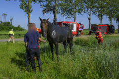 Paard-in-de-sloot-Uiteinderweg-Holwierde_5511