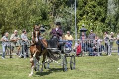 Paardendag-Uithuizen_6255