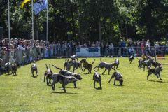 Paardendag-Uithuizen_6897