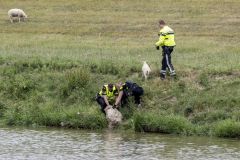 Schaap-te-water-Kustweg_1088-Verbeterd-SR