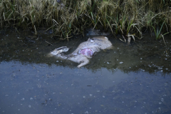 Aanrijding-met-ree-N360-Garrelsweer_3715