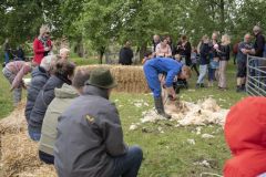 Tjamsweerfair_2088
