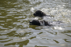 Hondenzwemmen-Loppersum_6526