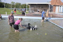 Hondenzwemmen-Loppersum_6688