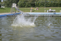 Hondenzwemmen-Loppersum_6808