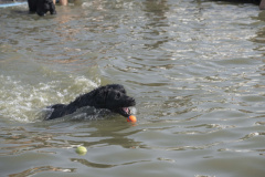 Hondenzwemmen-Loppersum_6932