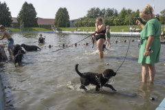 Hondenzwemmen-Loppersum_7242