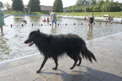 Hondenzwemmen-Loppersum_7436