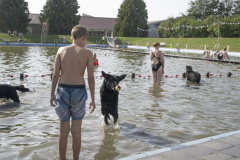 Hondenzwemmen-Loppersum_7452