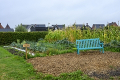 Voedseltuin-de-Heerd-Appingedam_1538